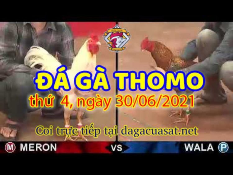 Tổng hợp clip gà Campuchia Thomo 30/6/2021