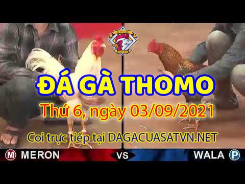 Tổng hợp đá gà Thomo 999 [Video Live] – 3/9/21