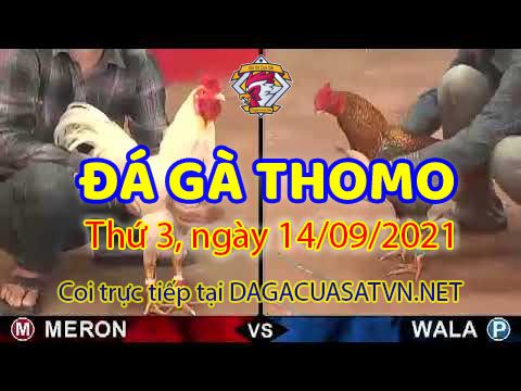 Live Gà Đá Bồ 999 từ trường Campuchia 14/9/2021