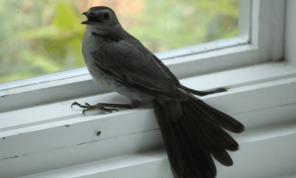 Chim bay vào nhà là điềm báo gì tốt hay xấu? Nên đánh đề con gì?