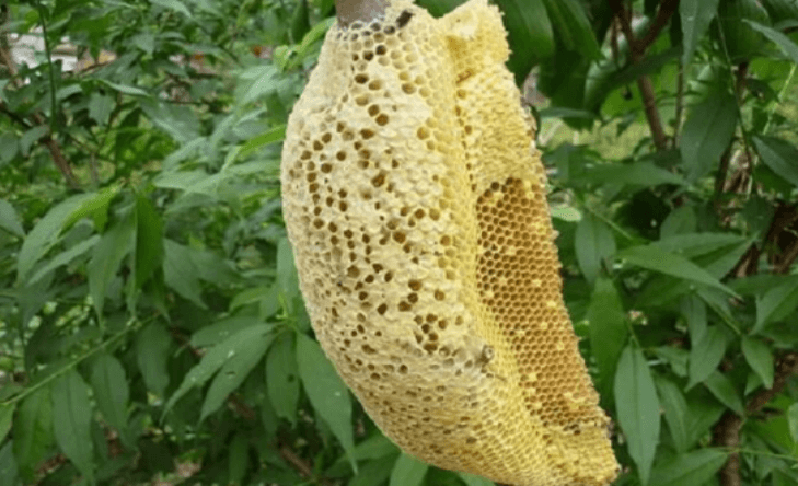 Tổ ong mật ngọt ngào mang đến may mắn cho bạn và gia đình