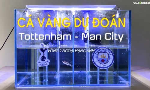 Cá vàng tiên đoán Tottenham vs Man City, 00h30 ngày 22/11/2020 – Ngoại hạng Anh
