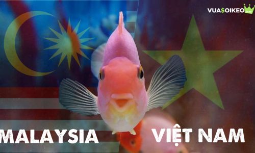 Cá vàng tiên đoán Malaysia vs Việt Nam, 23h45 ngày 11/6/2021 - Bảng G VL World Cup 2022