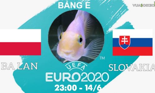 Cá vàng tiên đoán Ba Lan vs Slovakia, 23h00 ngày 14/6/2021 - Bảng E EURO 2020