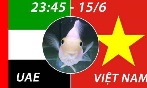 Cá vàng tiên đoán UAE vs Việt Nam, 23h45 ngày 15/6/2021 - Bảng G VL World Cup 2022