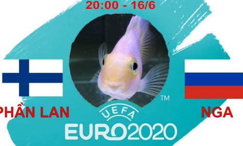 Cá vàng tiên đoán Phần Lan vs Nga, 20h00 ngày 16/6/2021 – bảng B Euro 2020