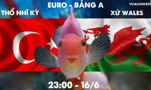 Cá vàng tiên đoán Thổ Nhĩ Kỳ vs Xứ Wales, 23h00 ngày 16/6/2021 - Bảng A EURO 2020
