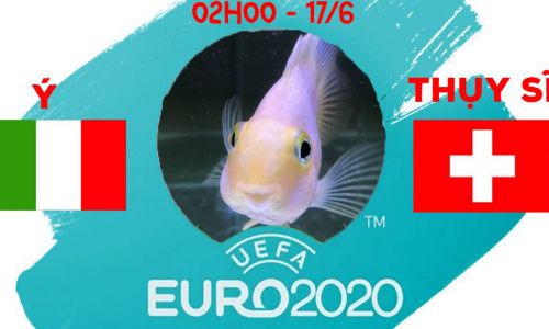Cá vàng tiên đoán Ý vs Thụy Sĩ, 02h00 ngày 17/6/2021 - Bảng A EURO 2020
