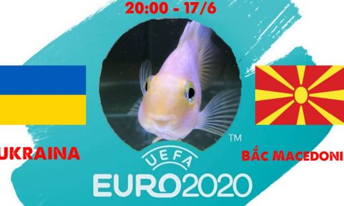 Cá vàng tiên đoán Ukraina vs Bắc Macedonia, 20h00 ngày 17/6/2021 - Bảng C EURO 2020