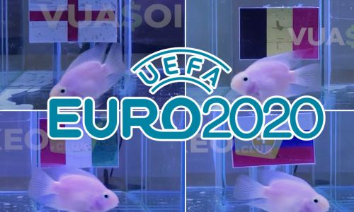 Thống kê cá vàng tiên đoán tại EURO: Xứng danh thần tài
