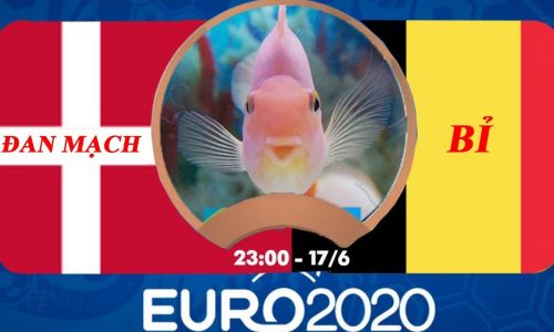 Cá vàng tiên đoán Đan Mạch vs Bỉ, 23h00 ngày 17/6/2021 - Bảng B EURO 2020