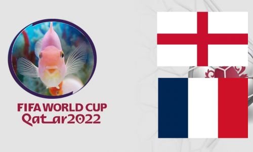 Cá vàng tiên đoán Anh vs Pháp, 2h00 ngày 11/12 – Tứ kết World Cup 2022