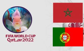 Cá vàng tiên đoán Morocco vs Bồ Đào Nha, 22h00 ngày 10/12 – Tứ kết World Cup 2022