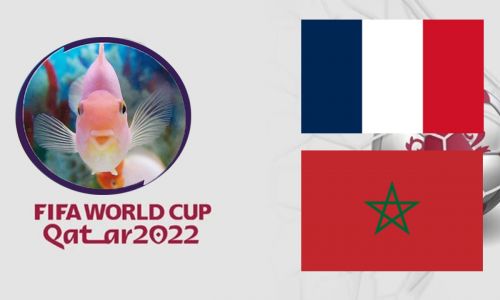 Cá vàng tiên đoán Pháp vs Morocco, 02h00 ngày 15/12 – Bán kết World Cup 2022