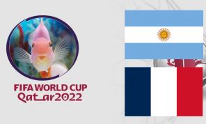 Cá vàng tiên đoán Argentina vs Pháp, 22h00 ngày 18/12 – Chung kết World Cup 2022