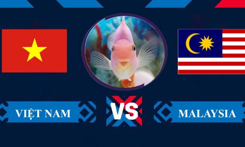 Cá vàng tiên đoán Việt Nam vs Malaysia, 19h30 ngày 27/12 – Bảng B AFF Cup 2022